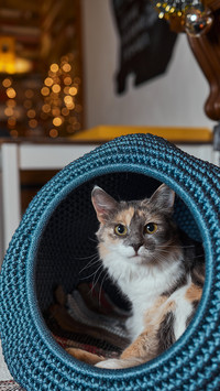 Cute pet-07