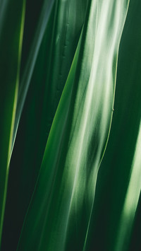 Green eye protection wallpaper