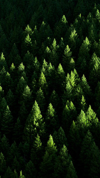 Green eye protection wallpaper