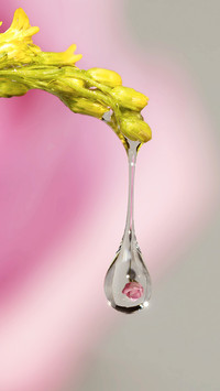 鲜花倒映在水滴