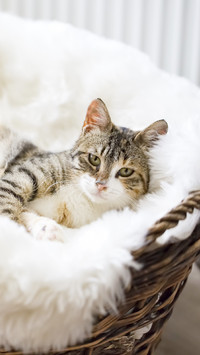 猫是种奇特的生物