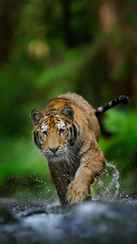 Cute animals-0