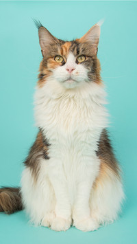 Can a cat wag its tail when angry 09