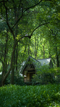 The wooden house in the forest is bathed in the shade of