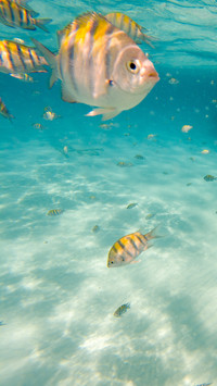 The underwater world
