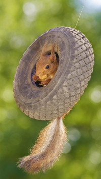 Red pine mouse swinging on the swing