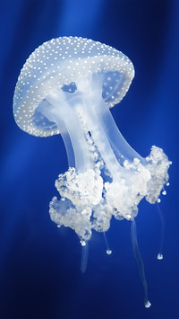 海洋里最美的舞者