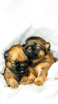Newborn puppies brussels griffon sleeping