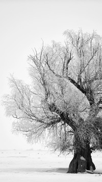 Winter snowscape