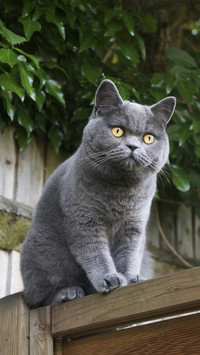 The top ten countries with the most cats in the world