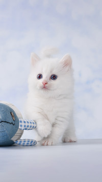 Little adorable white munchkin kitten