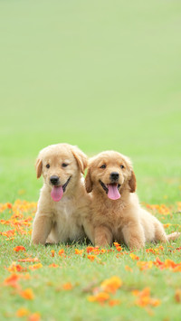 Two puppy sitting in the garden of colourful flowers