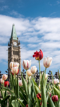 The red and white tulips in front of the building