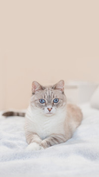 猫咪 神秘优雅的小伙伴