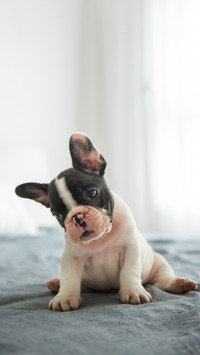 French bulldog puppy