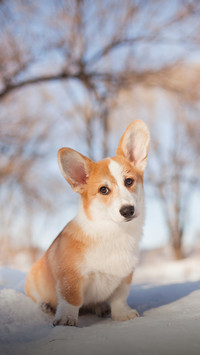 Cute Corgi Lying on The Snow