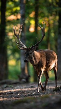 wild animal-06