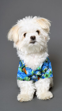Why cant some dogs sit 30