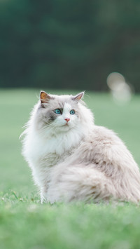 How to keep puppet cats