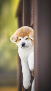 Cute red akita inu puppy peeking out from behind the fence