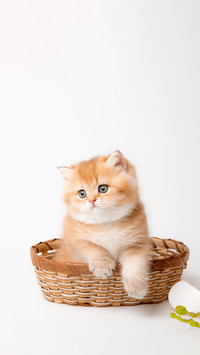 古人的小猫文学