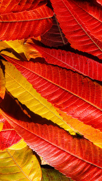 Green eye protection wallpaper