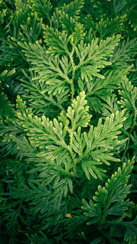 Macro green plants