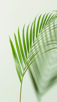 Natural Still Life-PAIXIN