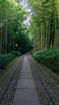 Yunqi bamboo path and secluded stone road