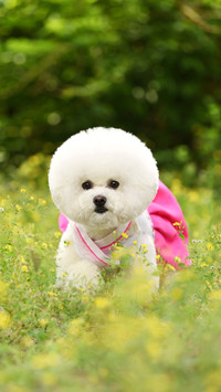 Why Dogs Eat Soil 4
