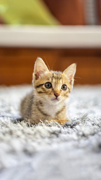 Cute baby cat lying on a floor in living room