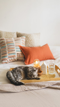 Cute Cat of the Scottish Straight and Linen Pillows