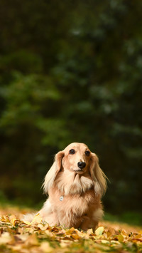 A miniature dachshund that recommends in nature