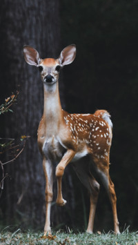 Deer (5)