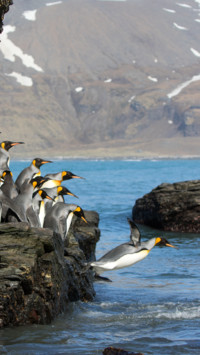 Penguin (4)