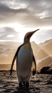 Penguin (3)