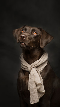Dogs ears are susceptible to infection 3