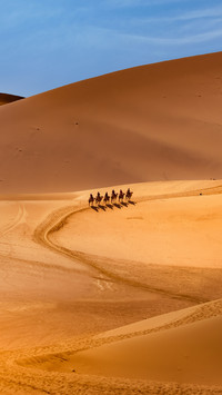 Do plants grow in the desert