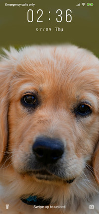 Golden Retriever_3MDS