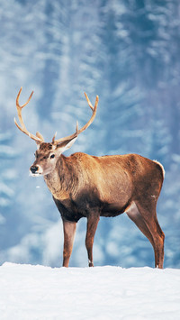 Deer in beautiful winter landscape