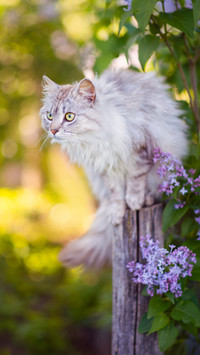 猫的四季-拍信图库