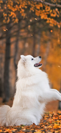 Dogs in Autumn-PAIXIN