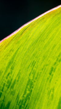 Sunlight penetrates the leaf veins at a macro level