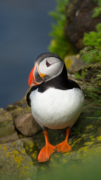 Cape billed puffin