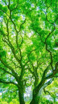 The branches write the power of life