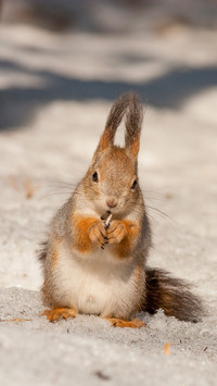The squirrel - a nice rodent who becomes tame in city park
