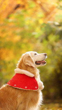One of the dog breeds that trainers like