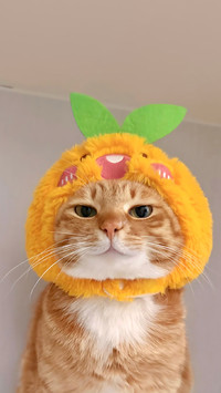 猫咪能有多记仇？