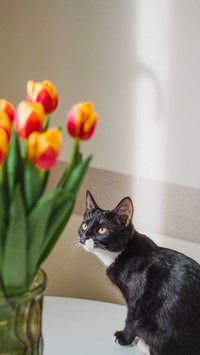 Beautiful black and white cat with a colorful tulip bouquet