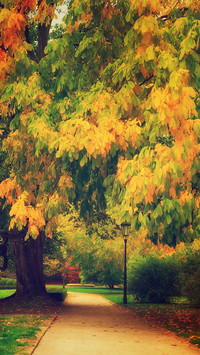 Autumn Park with Orange Trees and Empty Alley